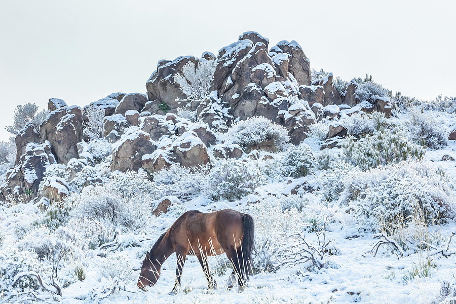 Stallion in a Snowy Landscape Photograph by Marc Crumpler
