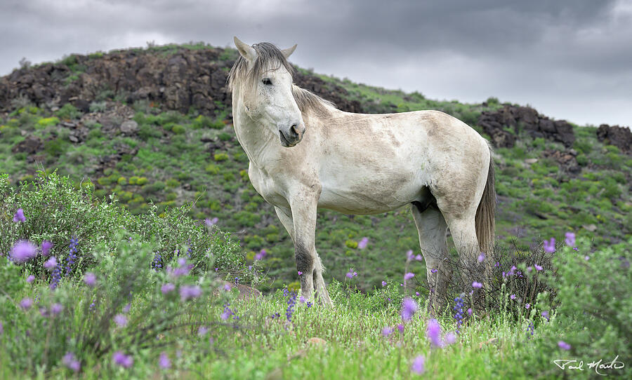 Stallion in Lupine. Photograph by Paul Martin