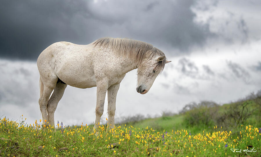 Stallion in the Superbloom Photograph by Paul Martin