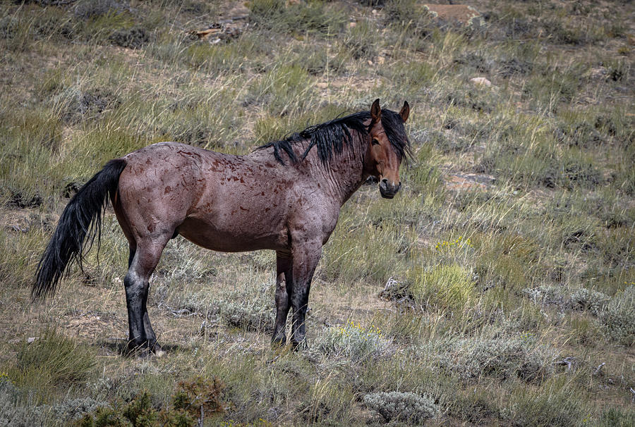 Stallion Photograph by Laura Terriere
