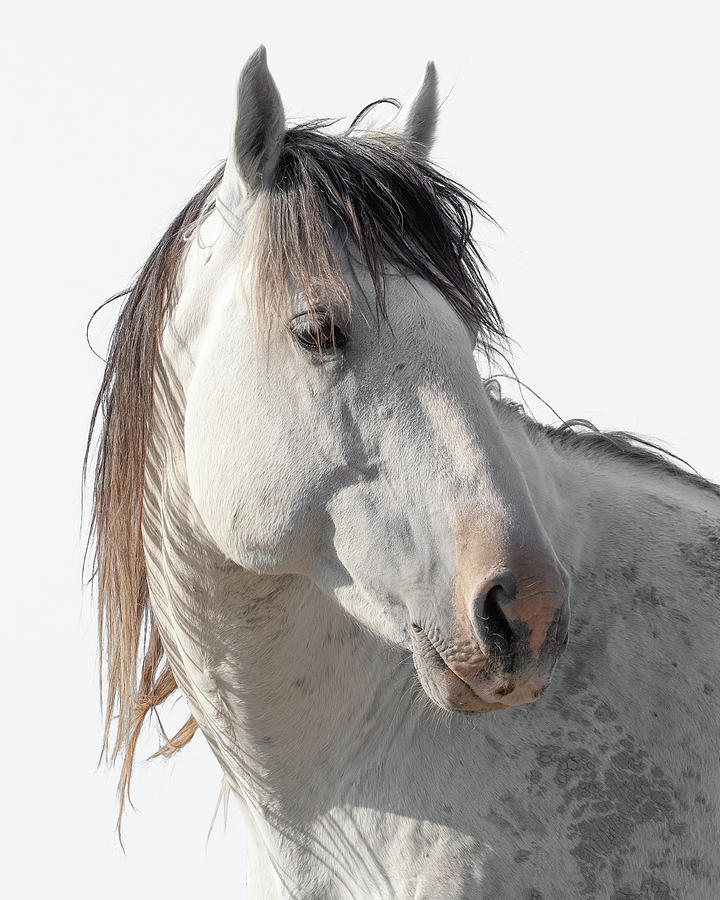 Stallion Photograph by Mary Hone