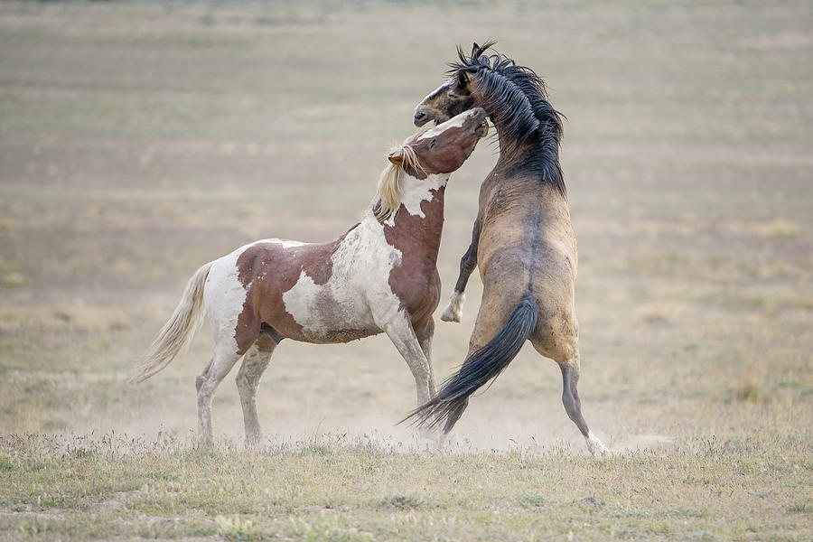 Stallion Play Photograph by Fon Denton