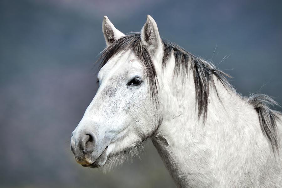 Stallion Portrait Photograph by American Landscapes