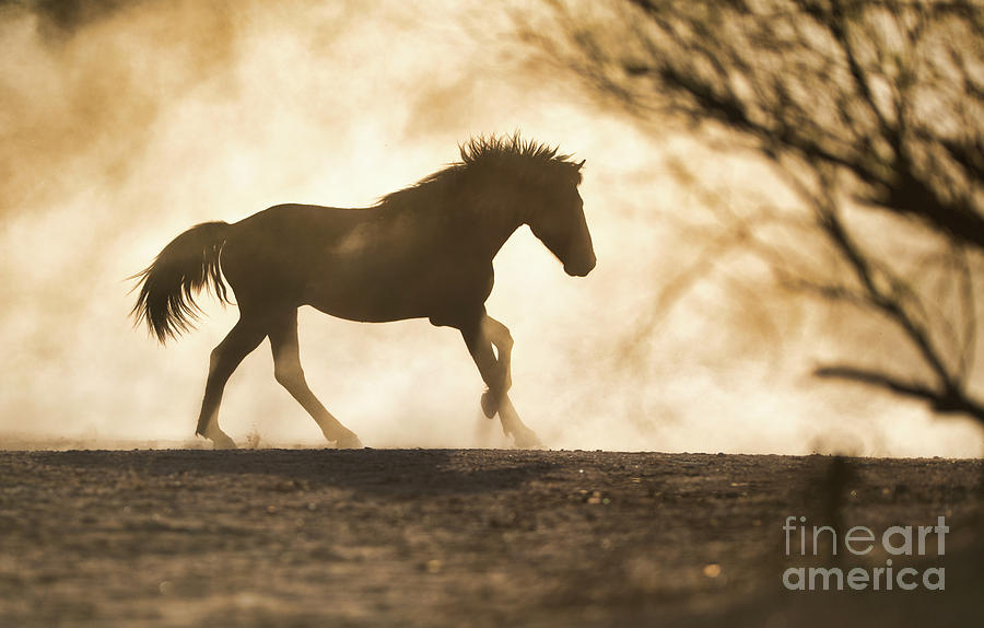 Stallion Pose Photograph by Shannon Hastings