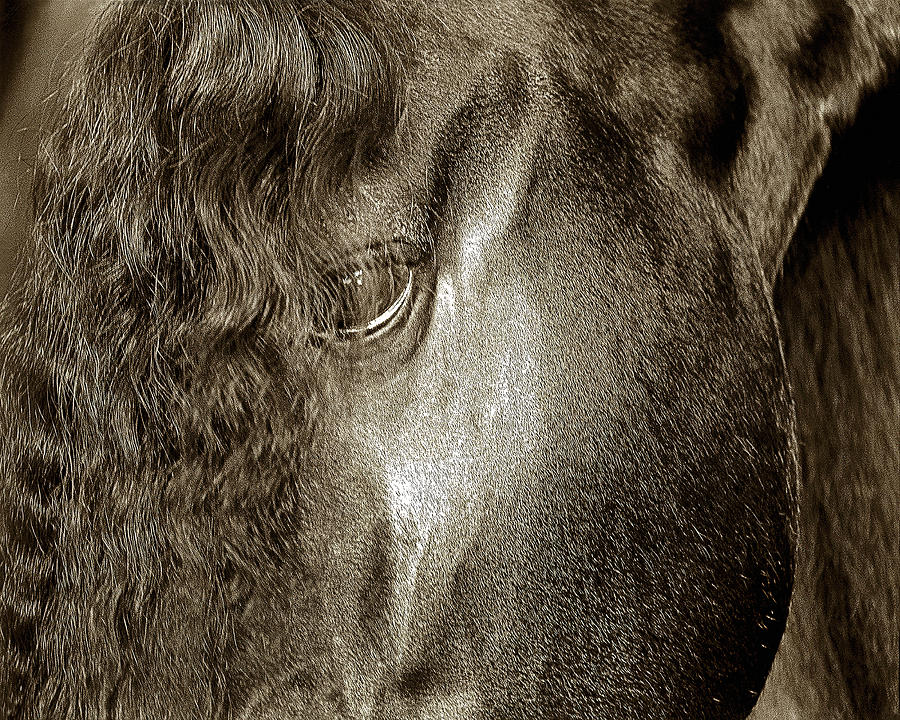 Stallion Spirit, Mighty Friesian Photograph by Don Schimmel