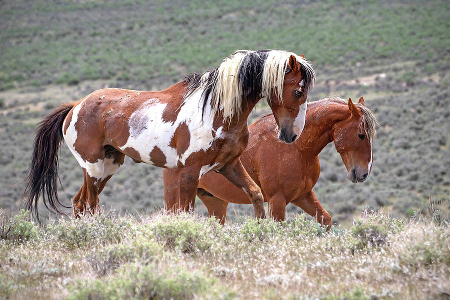 Stallion Standoff Photograph by Mindy Musick King