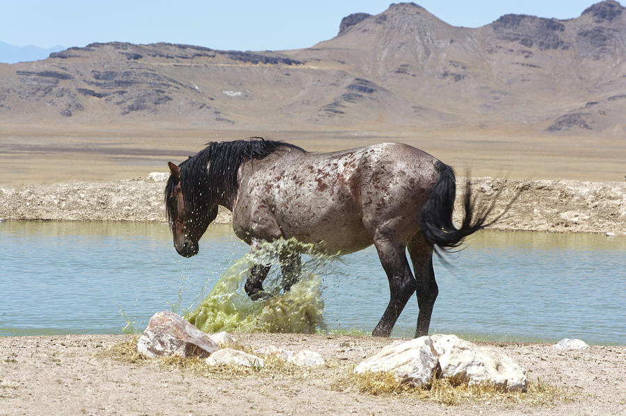 Stallion Watering Hole Photograph by Barbara Sophia Travels