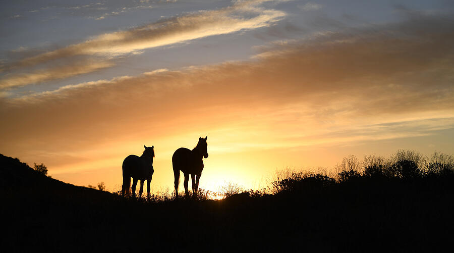 Stallions at Sunrise. Photograph by Paul Martin