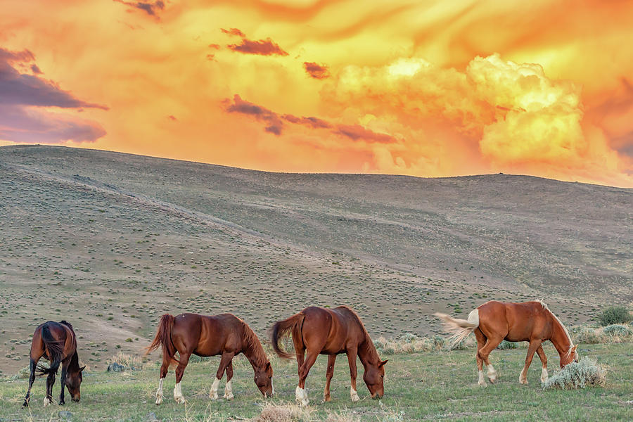 Stallions at Sunset Photograph by Marc Crumpler