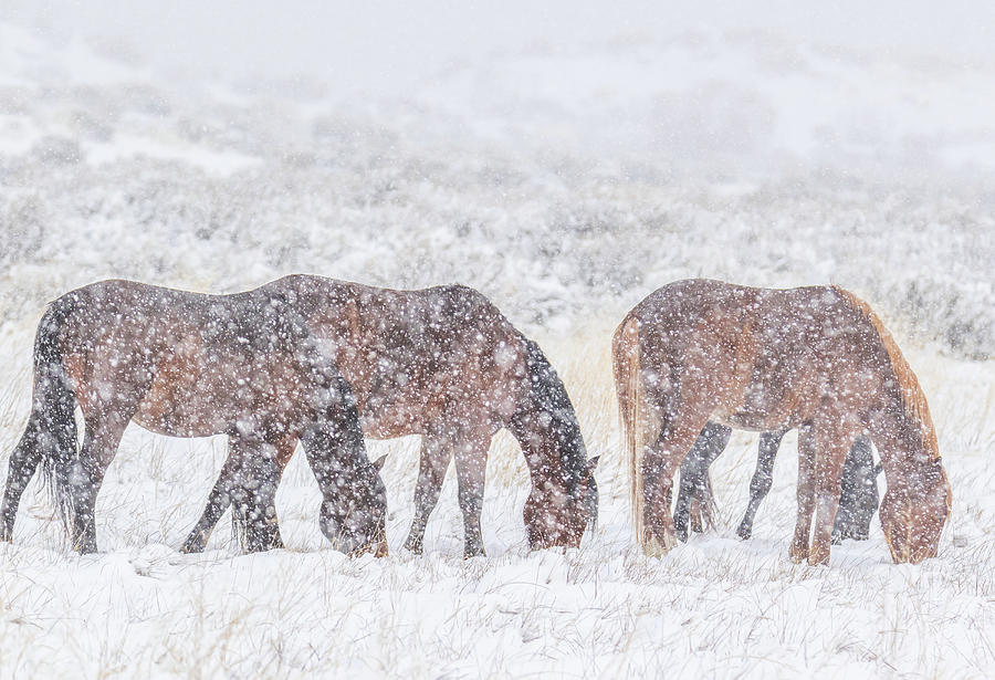 Stallions in Heavy Snow Photograph by Marc Crumpler