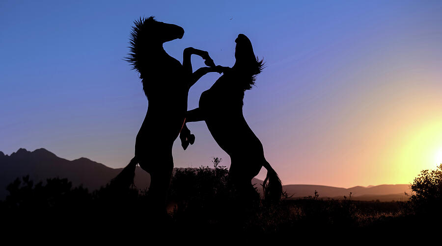 Stallions in Silhouette. Photograph by Paul Martin