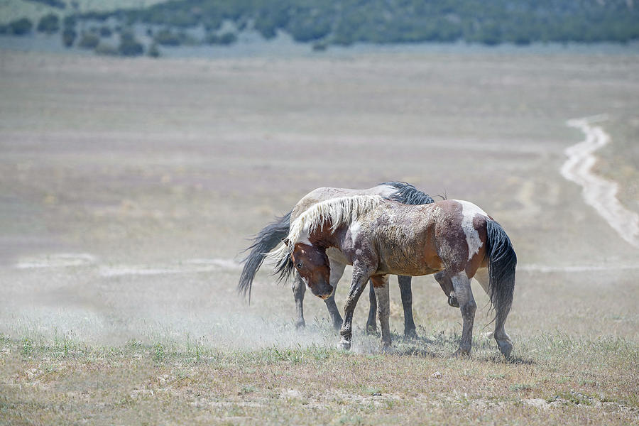 Stallions in the Dust Photograph by Fon Denton