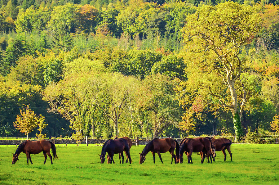 Stallions in the Fall Photograph by Joe Ormonde