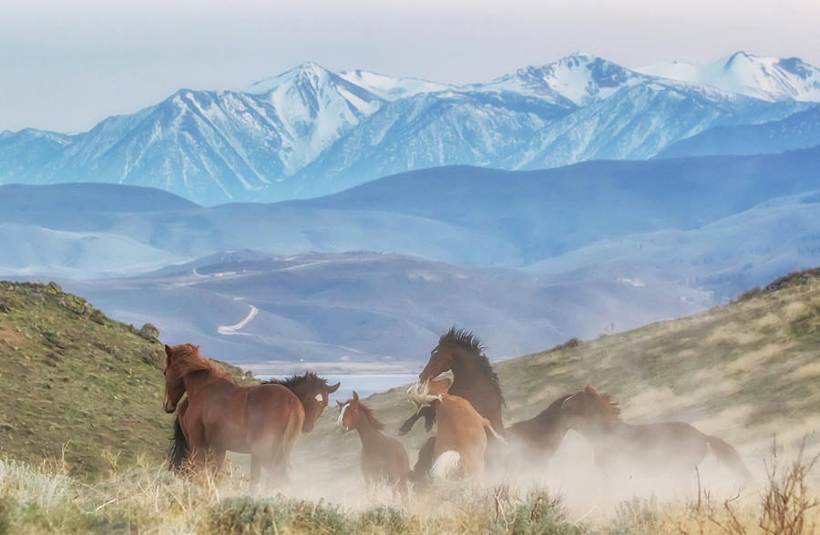Stallions Kicking up Dust Photograph by Marc Crumpler