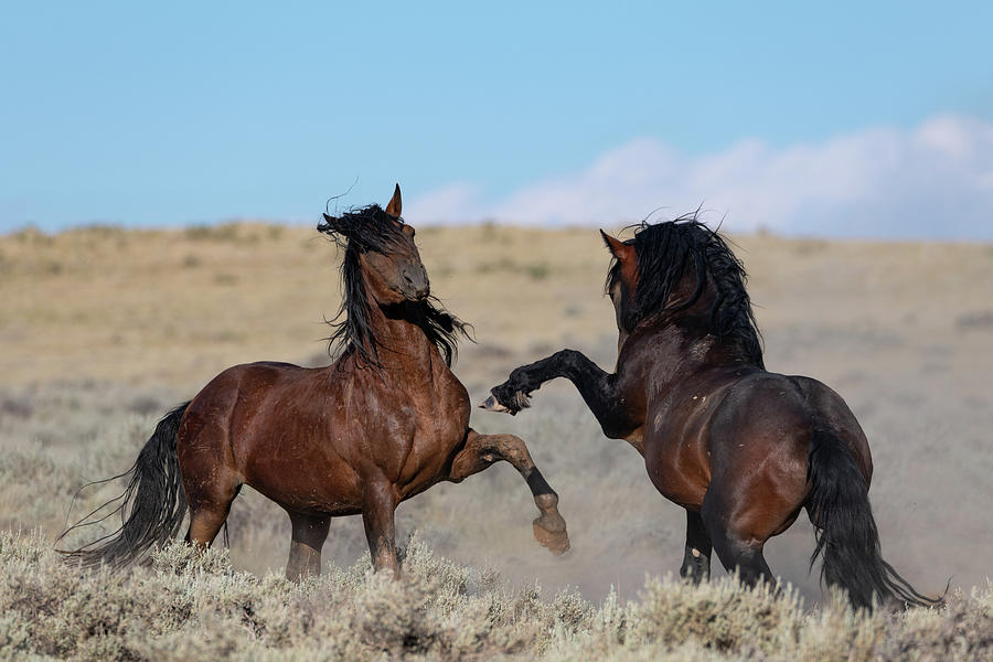 Stallions Photograph by Mary Hone
