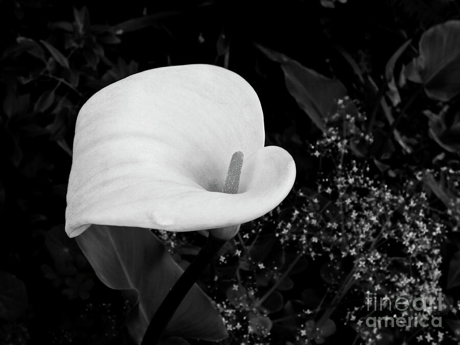 Calla Lily Photograph - Stalwart And Beautiful Bw by Julieanne Case Calla Lily Photograph - Stalwart And Beautiful Bw by Julieanne Case