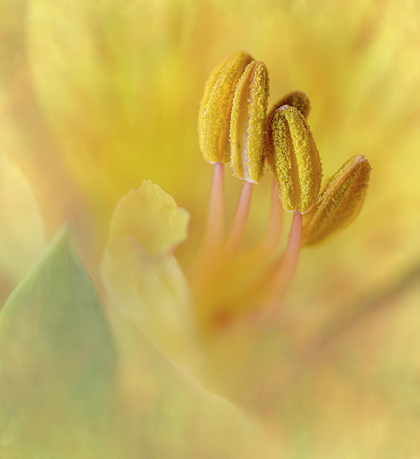Stamen Cluster Photograph by Paul Bartell