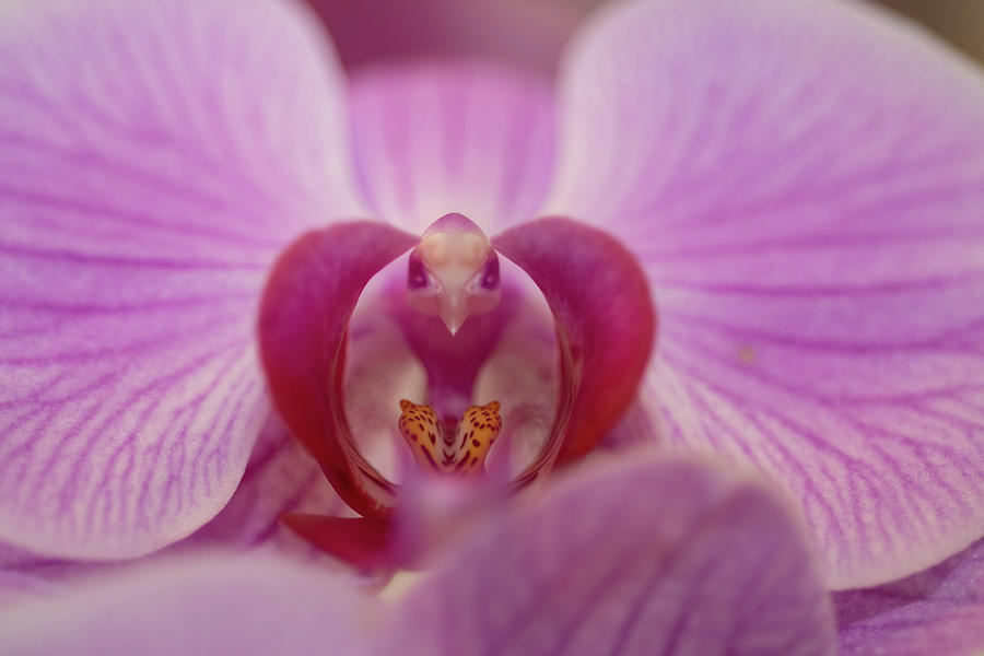 Stamen of a Pink Cascade Phalaenopsis Orchid Photograph by Ron Morgans ...