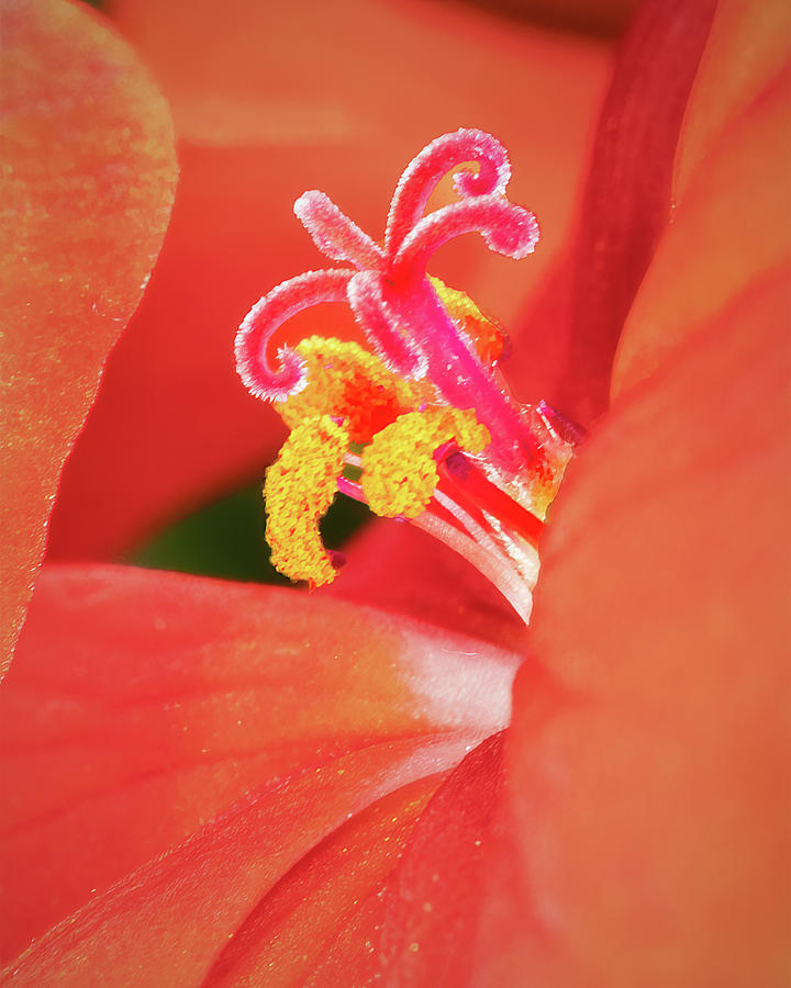 Stamen, Pistils, and Petals Photograph by Ira Marcus