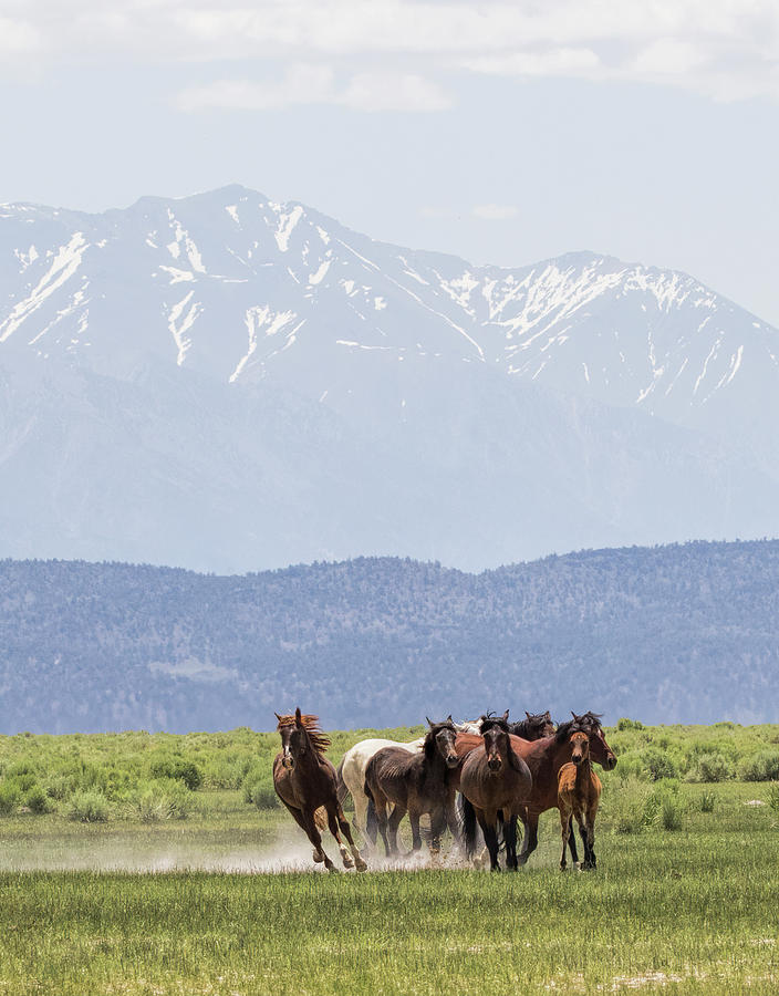 Stampede  Photograph by Cheryl Strahl