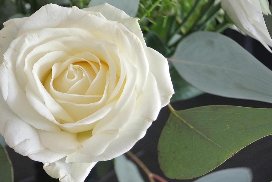 Stand Alone White Rose Photograph by Lynne Iddon | Fine Art America