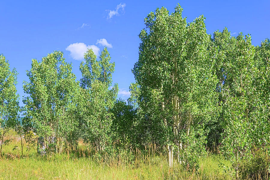 Stand of Aspens  Photograph by Cathy Anderson