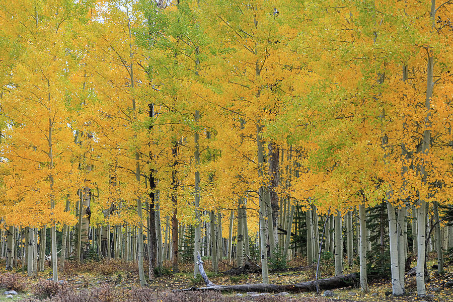Stand of Aspens Photograph by Steve Templeton