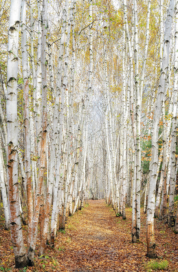 Stand of Birches Photograph by Darylann Leonard Photography