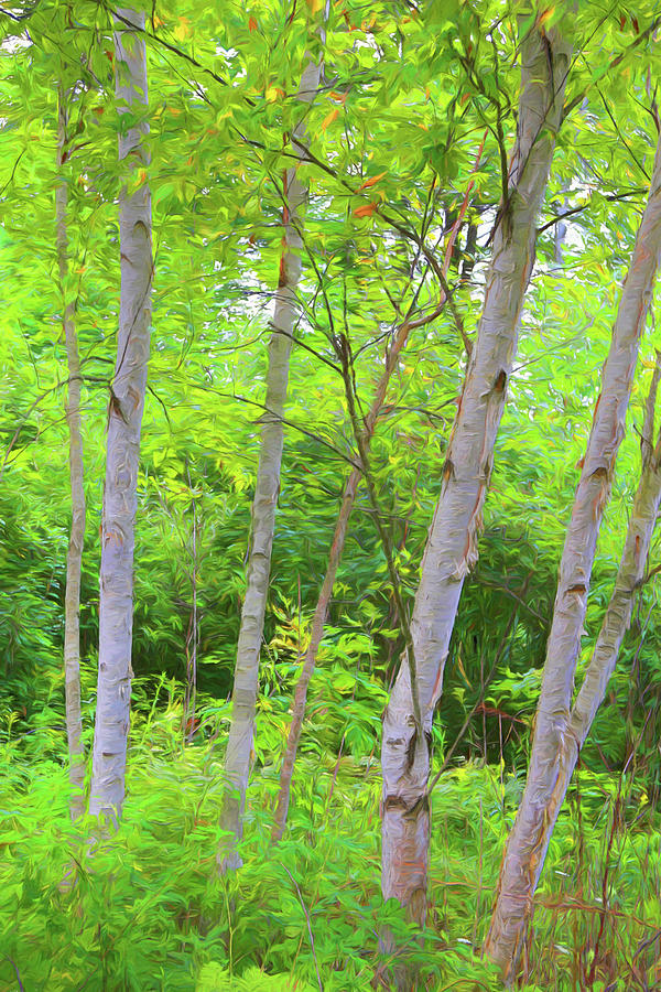 Stand of Birches Painterly 030822 Photograph by Mary Bedy