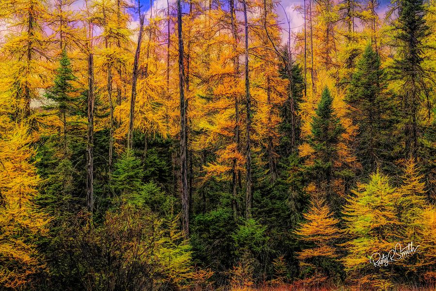 Stand of Tamarack Larch pines in Northern New Hampshire by Rusty R Smith Stand of Tamarack Larch pines in Northern New Hampshire by Rusty R Smith