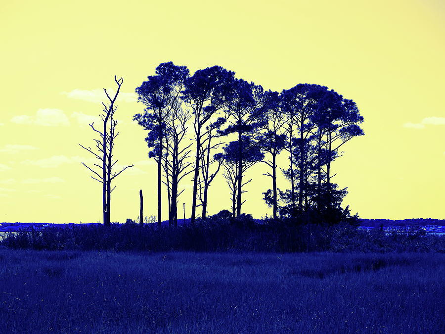 Stand Of Trees In Yellow-blue At Isle Of Wight Photograph