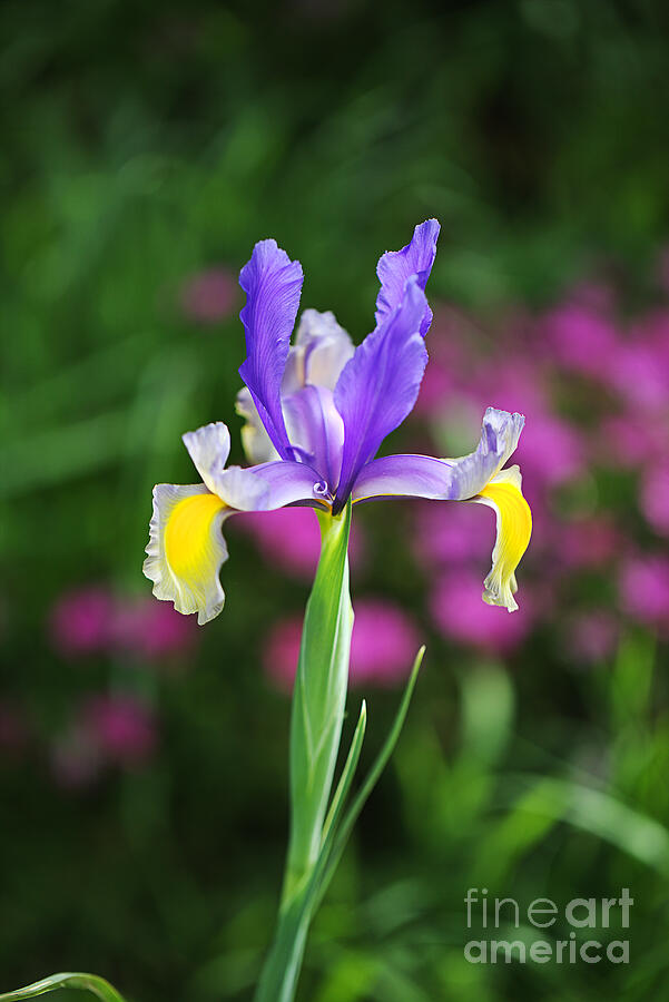 Stand Out Iris  Photograph by Joy Watson
