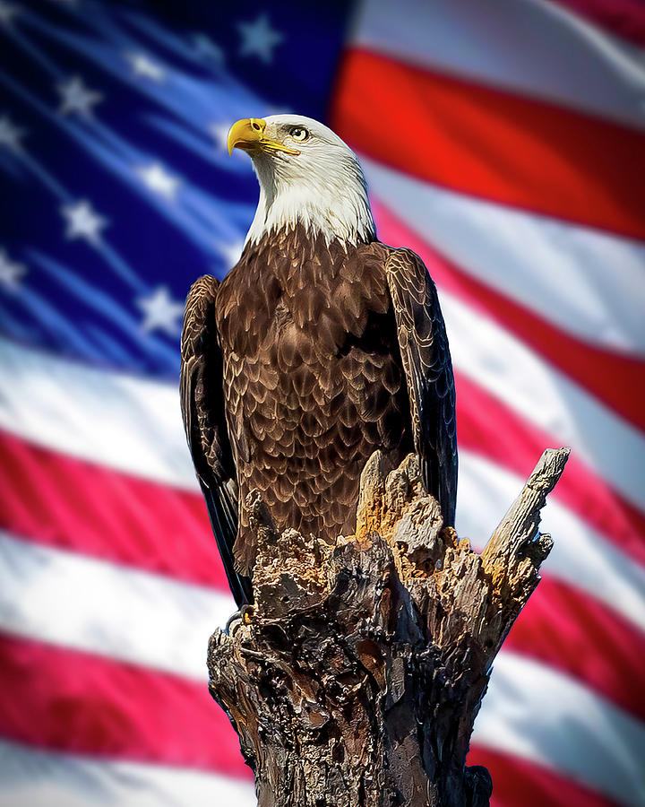 Stand Proud America Photograph by Joe Myeress