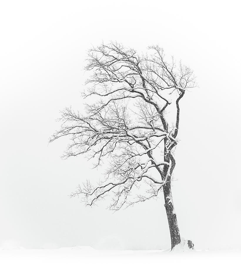 Winter Photograph - Stand Strong by Franz Graf