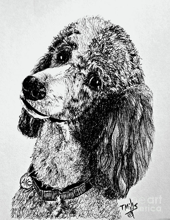 Standard Parti Poodle 1 Drawing by Terri Mills