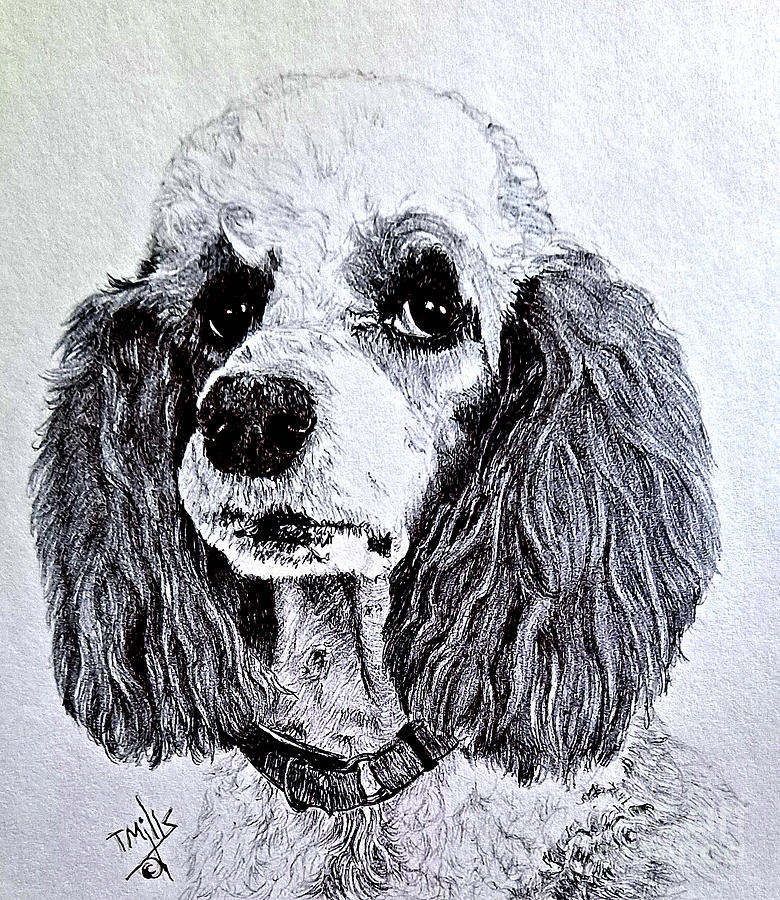 Standard Parti Poodle 2  Drawing by Terri Mills