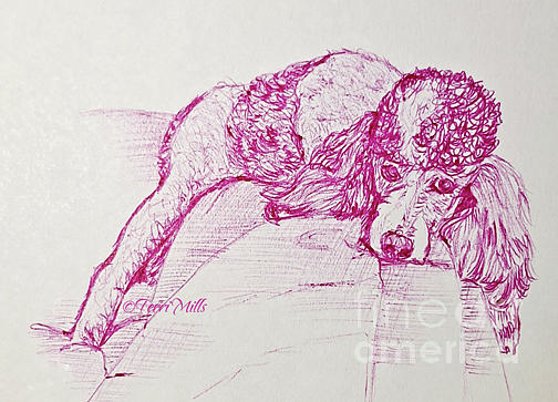 Standard Parti Poodle Drawing by Terri Mills