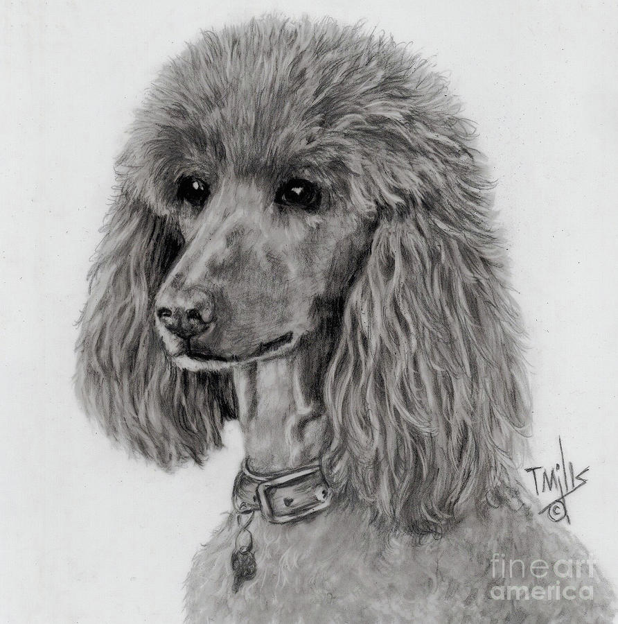 Standard Poodle 01 Drawing by Terri Mills