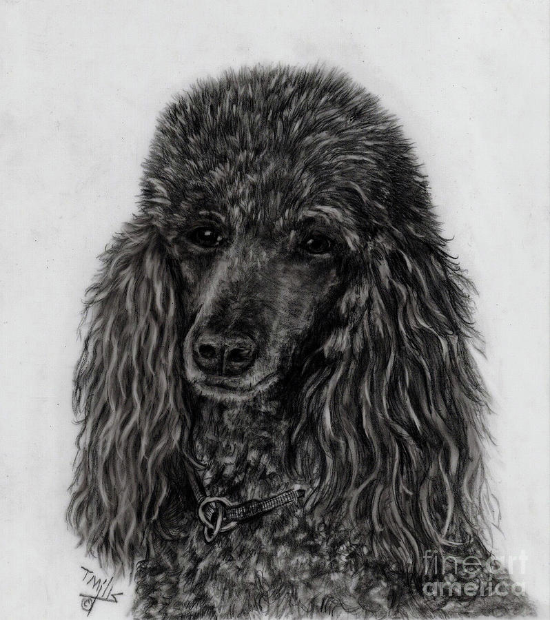 Standard Poodle 2 Drawing by Terri Mills