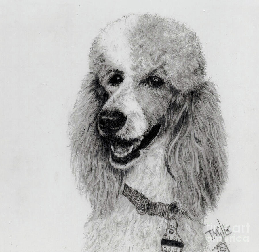 Standard Poodle 3 Drawing by Terri Mills