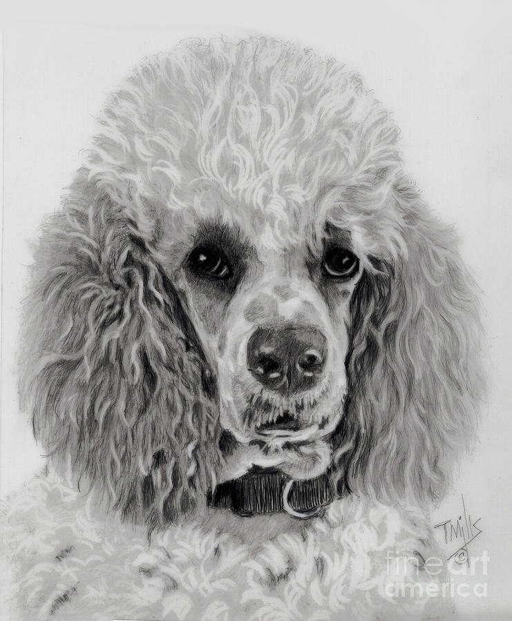 Standard Poodle 4 Drawing by Terri Mills