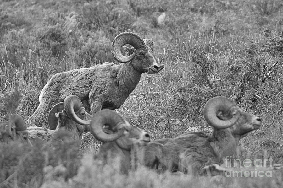Standing Above The Bighorn Flock Black And White Photograph by Adam Jewell