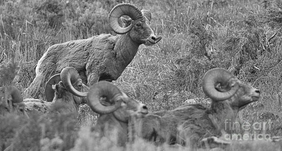 Standing Above The Bighorn Flock Panorama Black And White Photograph by Adam Jewell