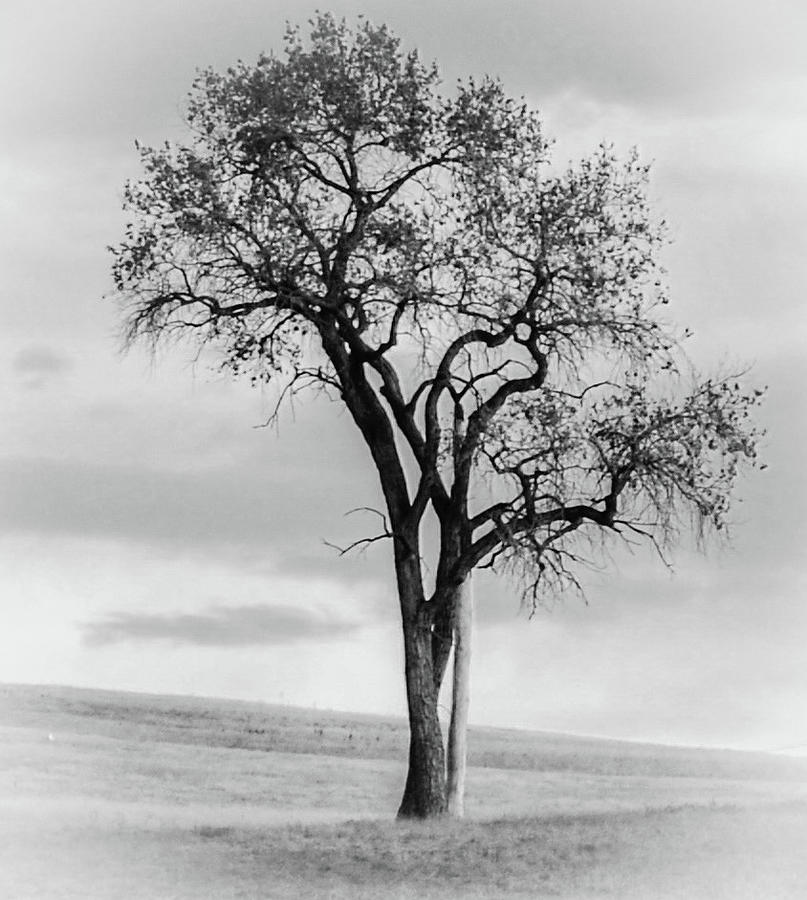 Standing Alone II Photograph by Colorado Still Magnolia- Kim Parker ...