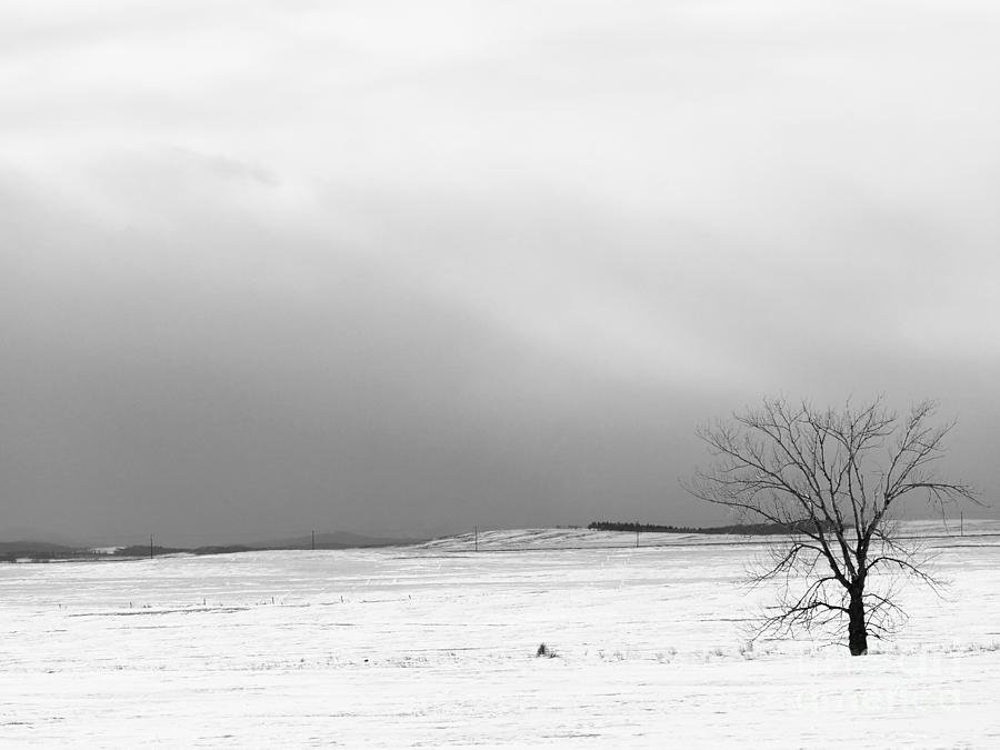 Standing Alone On A BW Winter Day Photograph by Jor Cop Images