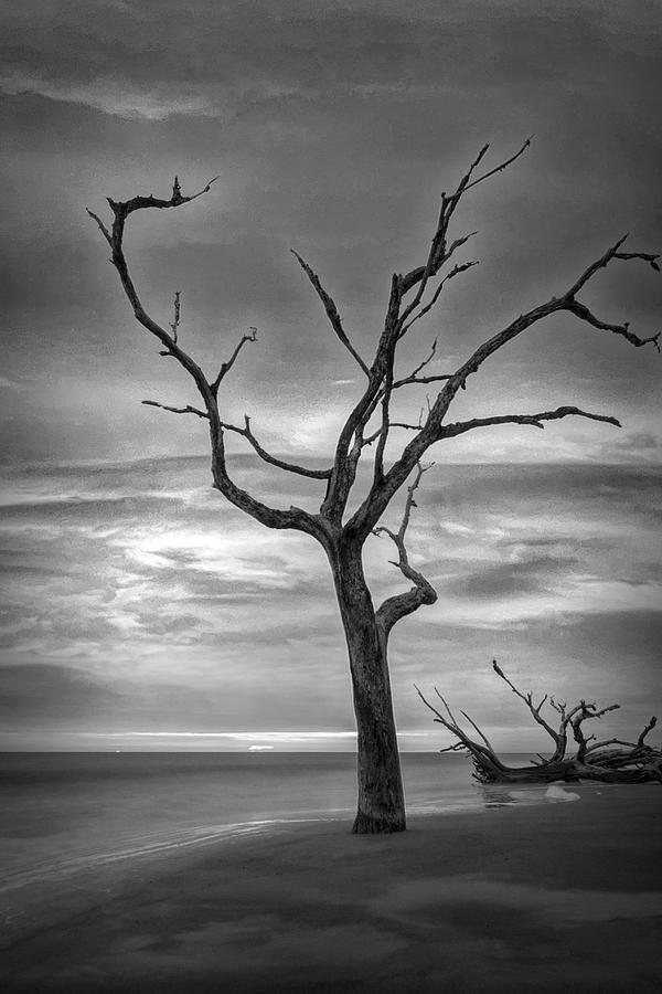Standing Alone on Jekyll Island Driftwood Beach Black and White Photograph by Debra and Dave Vanderlaan
