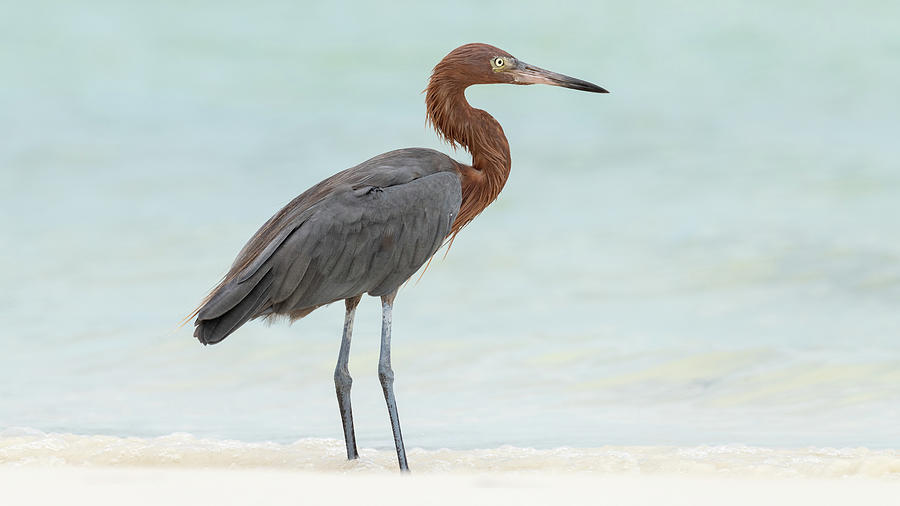 Reddish Egret Photograph - Standing at Attention by Christina Stobbs