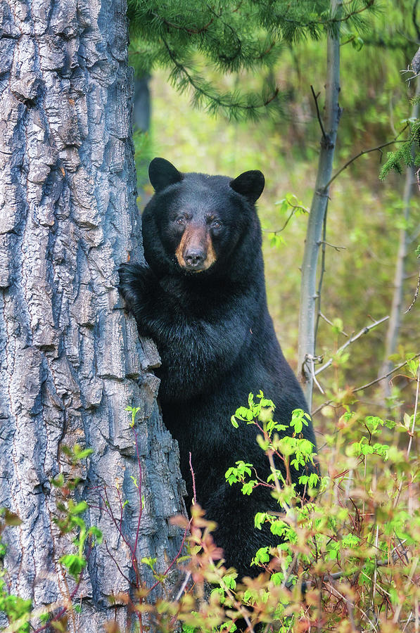 Standing Black Bear Photograph by Alex Mironyuk | Fine Art America