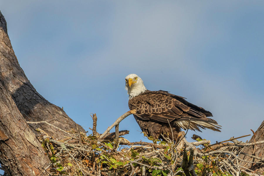 Standing Eagle in Nest Photograph by Tom Claud