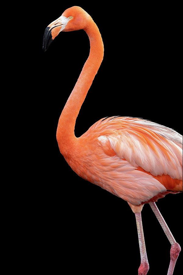 Standing Flamingo Photograph by Perla Copernik